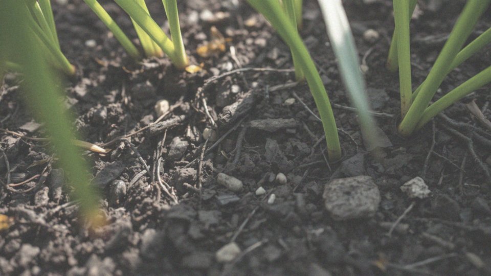 Jakie są główne miejsca bytowania pędraków?