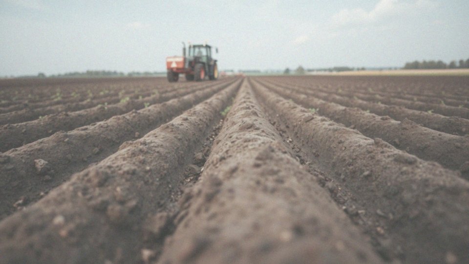 Jakie są technologie nowoczesnej uprawy marchwi na redlinach?